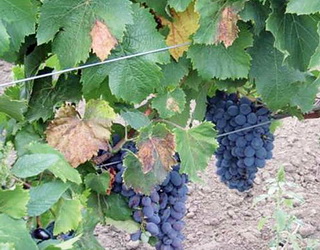 Як протистояти альтернаріозу у виноградниках